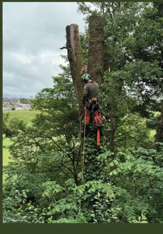 Sectional tree dismantling by MW Price, tree surgery in Millom