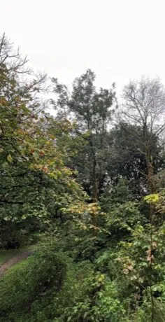 Cleared woodland edge after tree and vegetation work in West Cumbria
